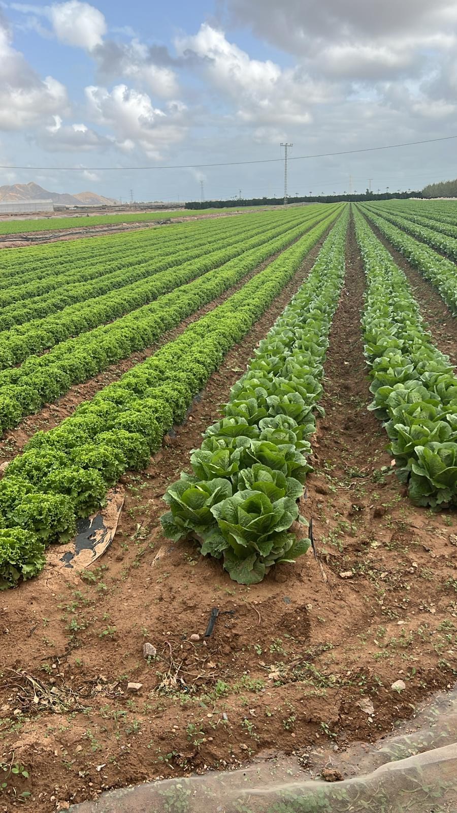Rows of vegetable crops in an agricultural landscape