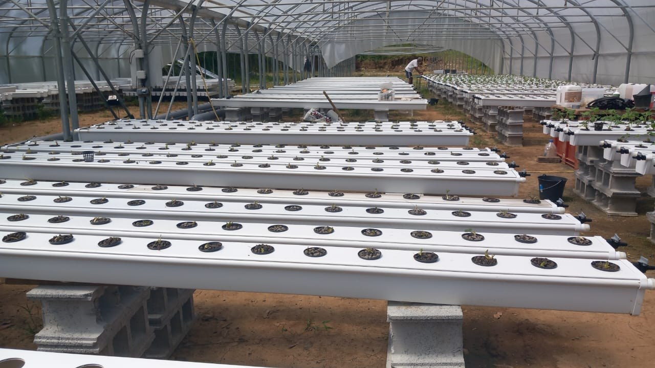 Hydroponic cultivation in NFT channels in a greenhouse